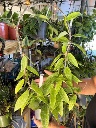 plant/HOYA RANGSAN 5" 378P-0-thumbnail