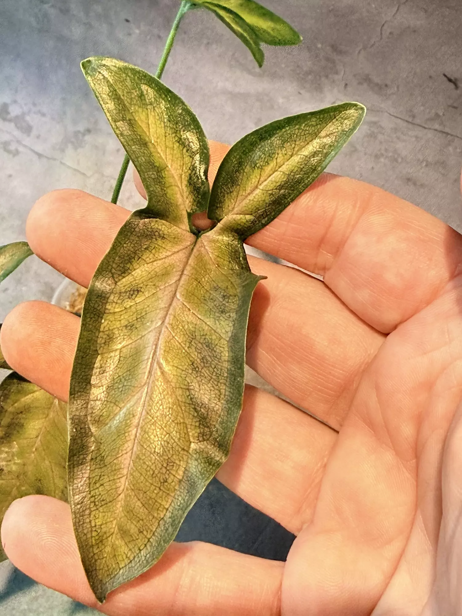 plant/Syngonium black pink-1