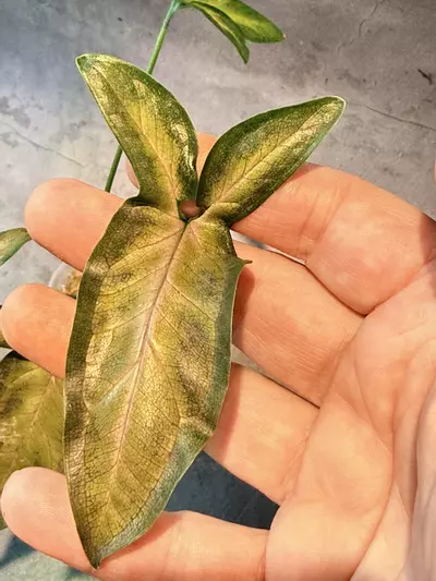 plant/Syngonium black pink-1-thumbnail