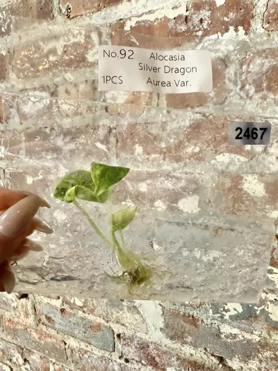 plant/2467 Alocasia Silver Dragon Aurea-0-thumbnail