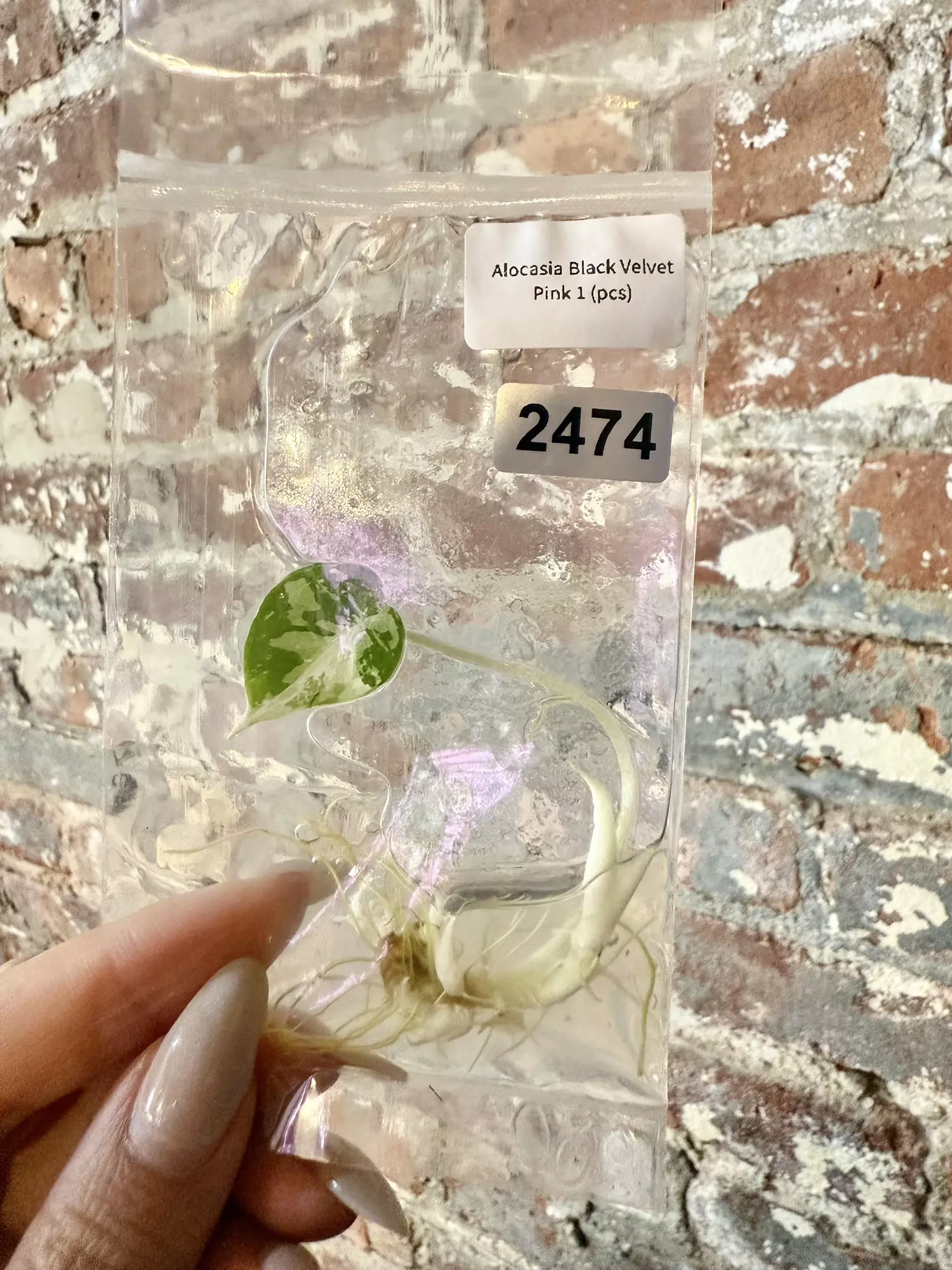 plant/2474 Alocasia Black Velvet Pink-0