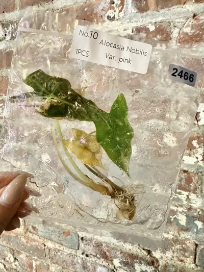 plant/2466 Alocasia Nobilis Pink-0-thumbnail