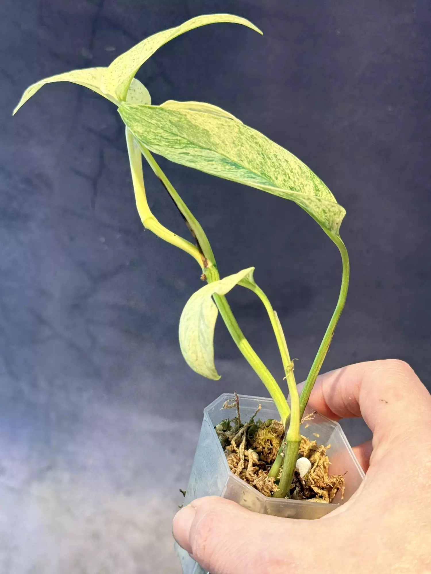 plant/Monstera laniata-2