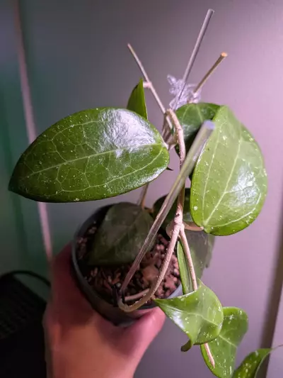 plant/Hoya Verticillata Sp NOID Borneo-2-thumbnail