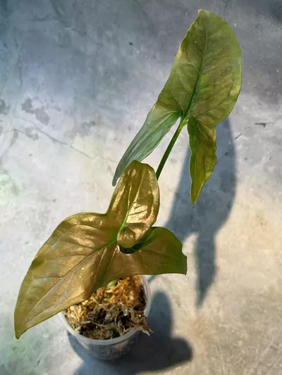 plant/Syngonium dark purple-0-thumbnail