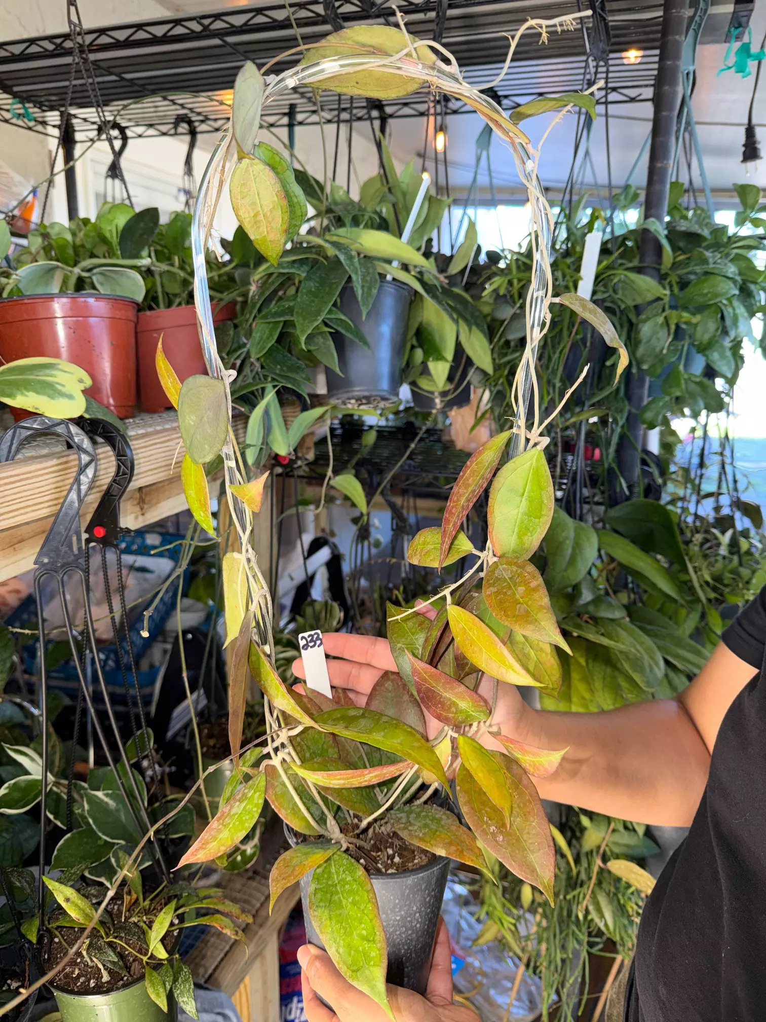 plant/HOYA TEQUILA SUNRISE 5" WITH SUNSTRESS 233P-0