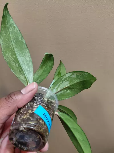 plant/Hoya Publicaylx Super Splash-3-thumbnail