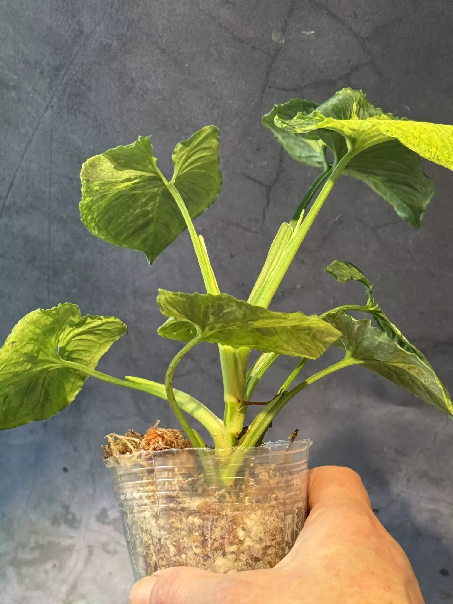 plant/Syngonium scrambled eggs-2