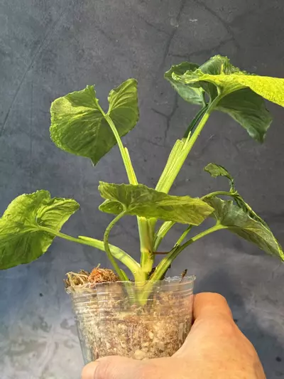 plant/Syngonium scrambled eggs-2-thumbnail