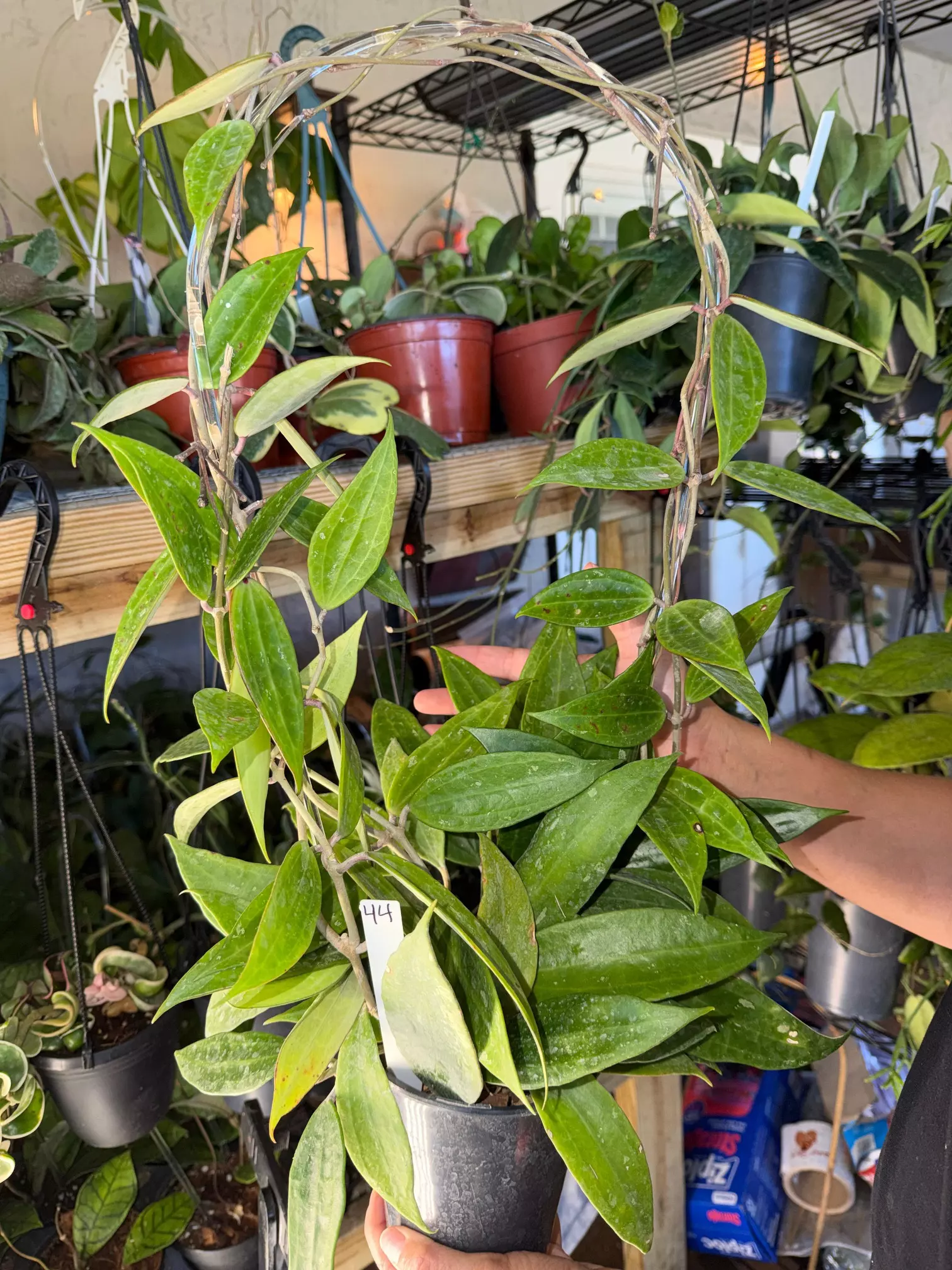 plant/HOYA RANGSAN 5" 44-0