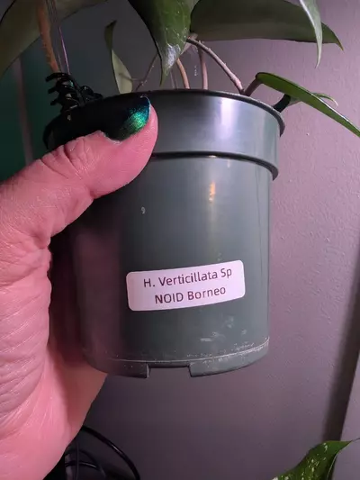 plant/Hoya Verticillata Sp NOID Borneo-3-thumbnail