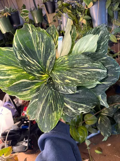 plant/KAEMPFERIA SP VAR 6" 105-0-thumbnail