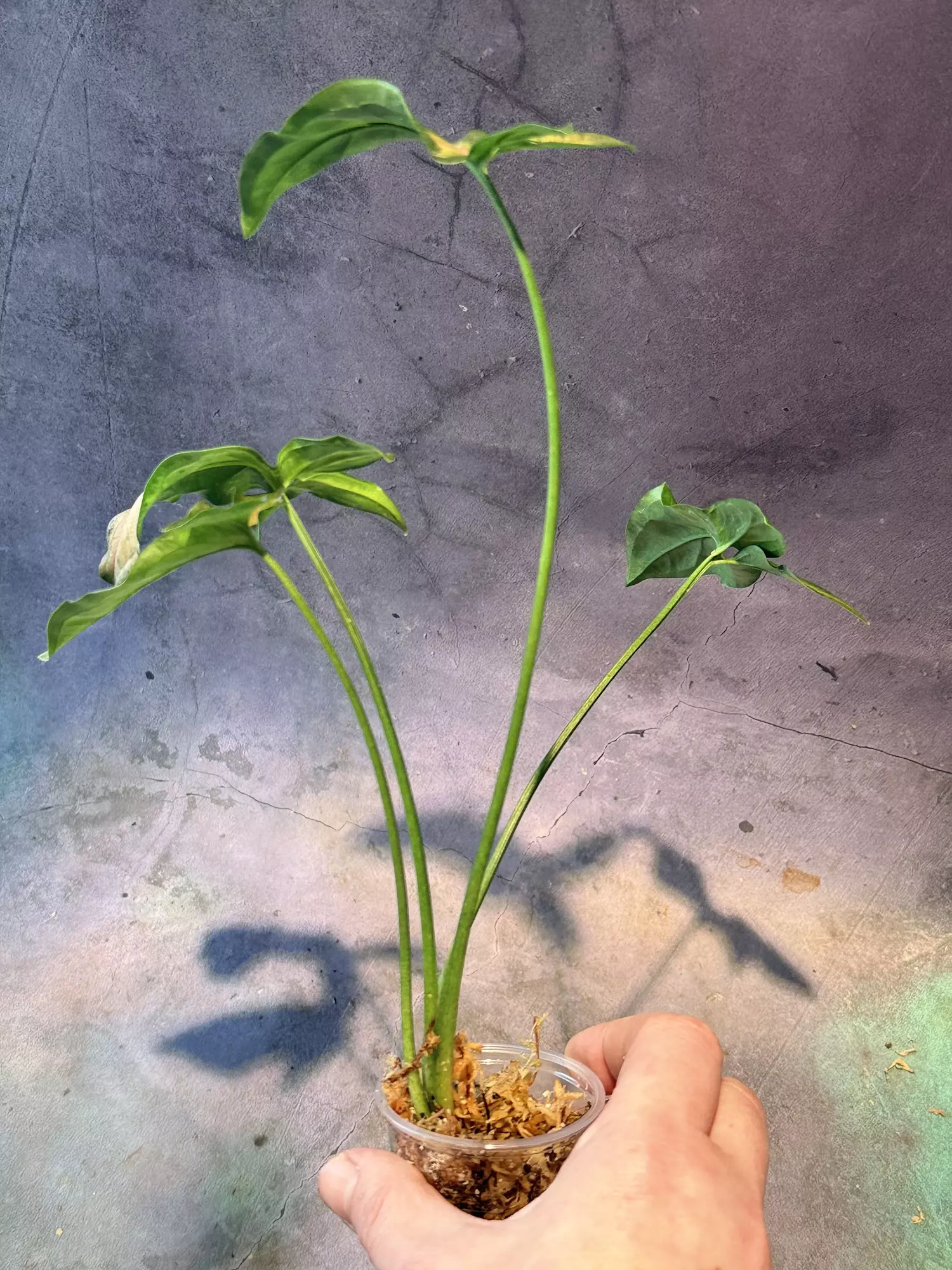 plant/Syngonium black pink-2