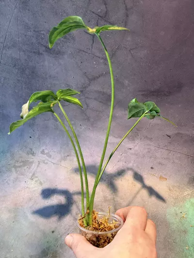 plant/Syngonium black pink-2-thumbnail