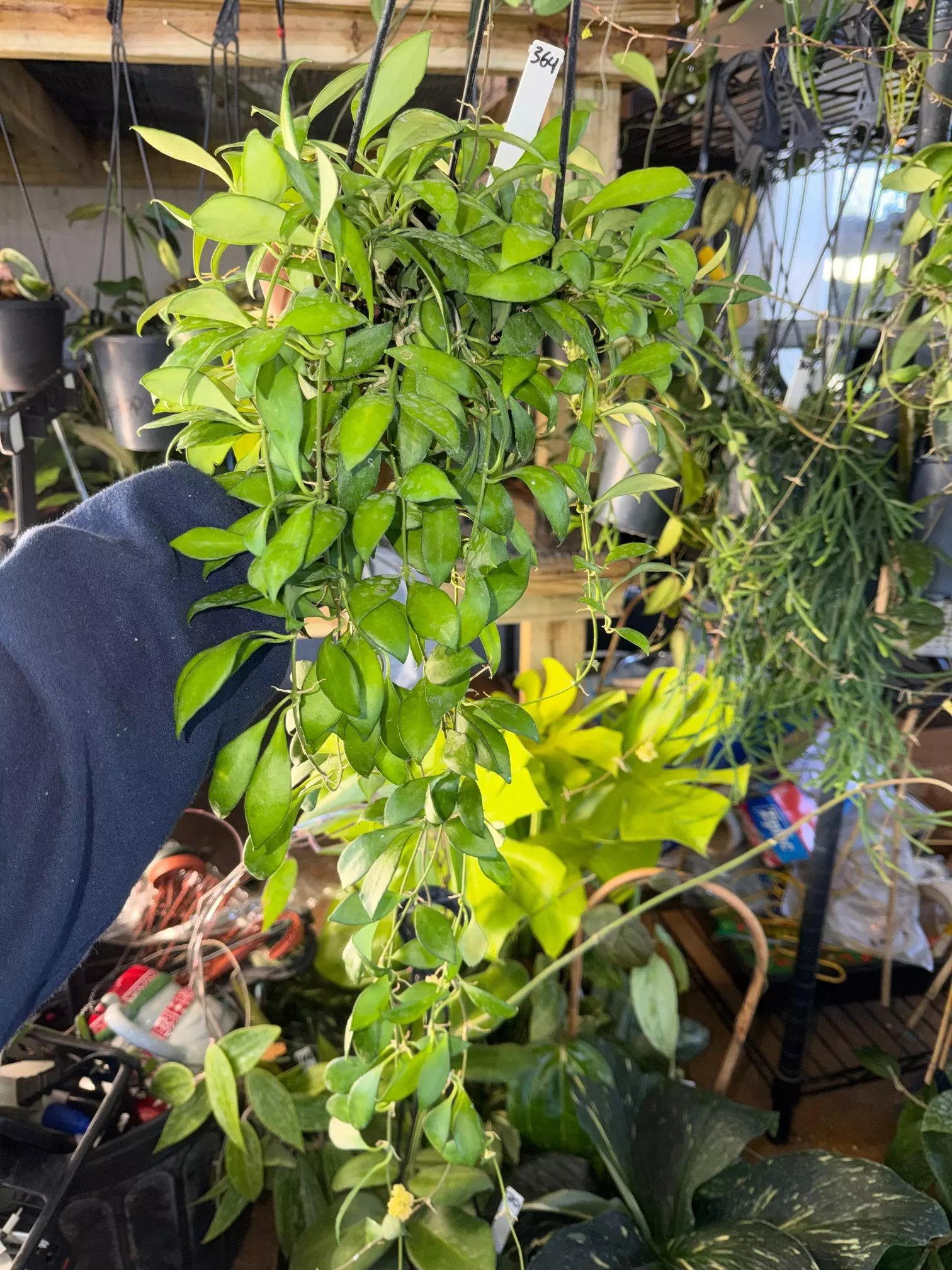 plant/HOYA LEYTENSIS 5" 364P-0