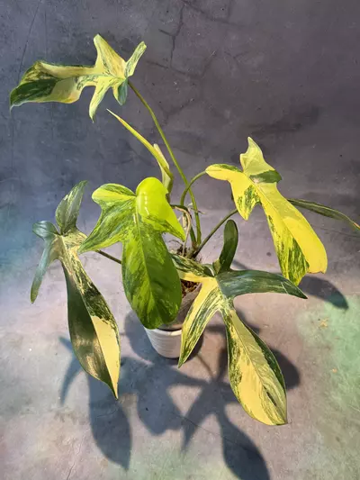 plant/Philodendron Florida beauty-0-thumbnail