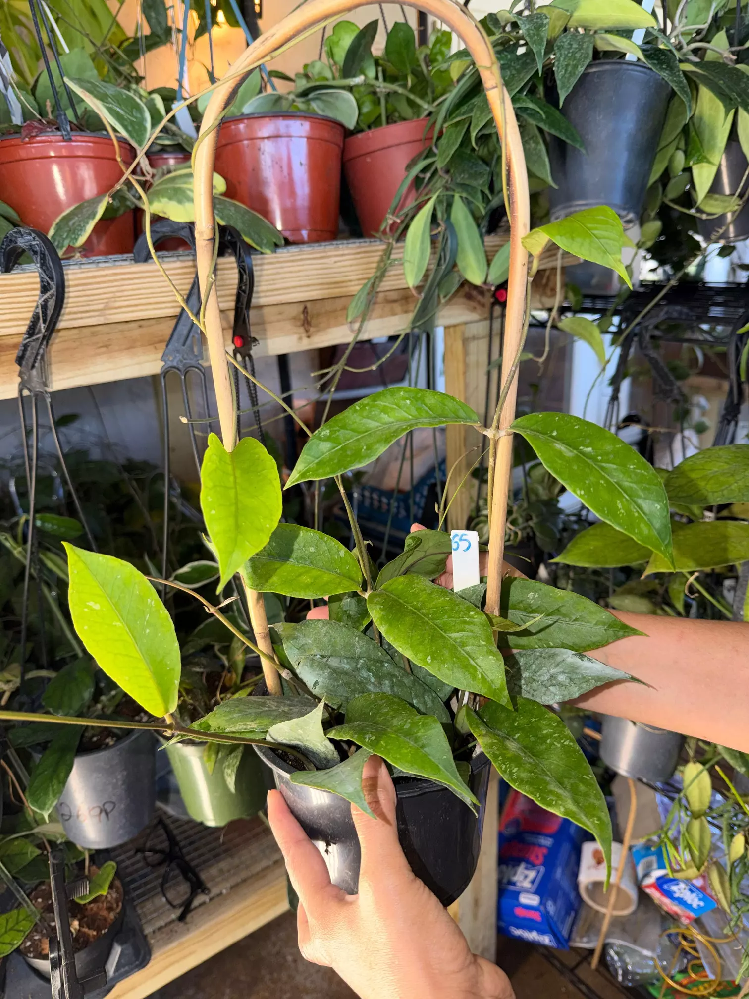 plant/HOYA ACEH NOID 6" 55-0