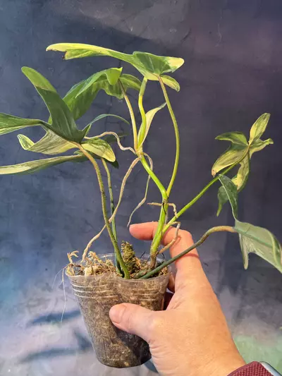 plant/Philodendron Florida beauty-2-thumbnail