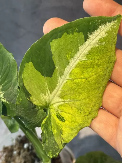 plant/Syngonium scrambled eggs-1-thumbnail