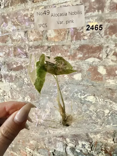 plant/2465 Alocasia Nobilis Pink-0-thumbnail