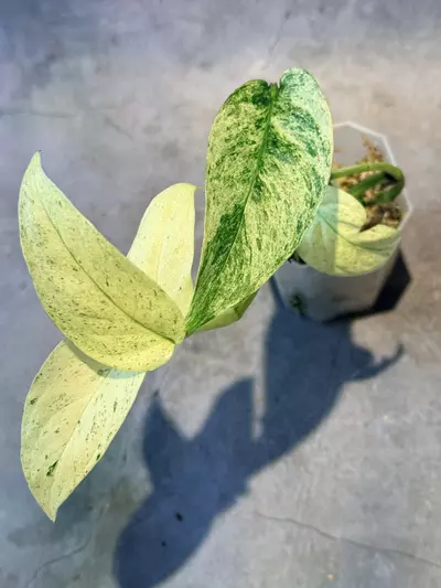 plant/Monstera laniata-0-thumbnail