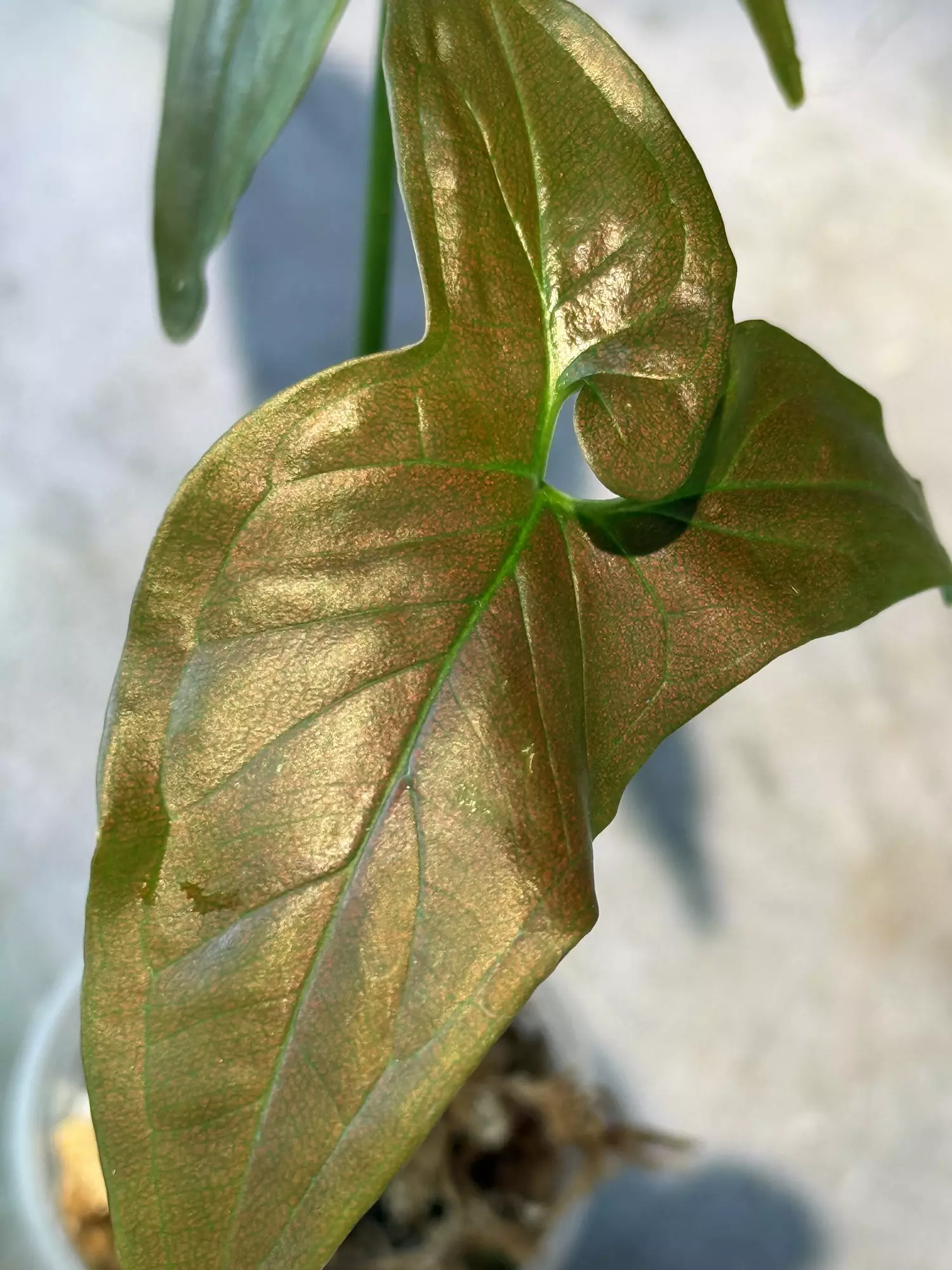 plant/Syngonium dark purple-1