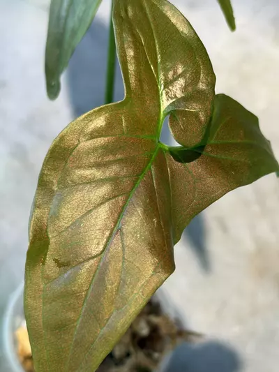 plant/Syngonium dark purple-1-thumbnail