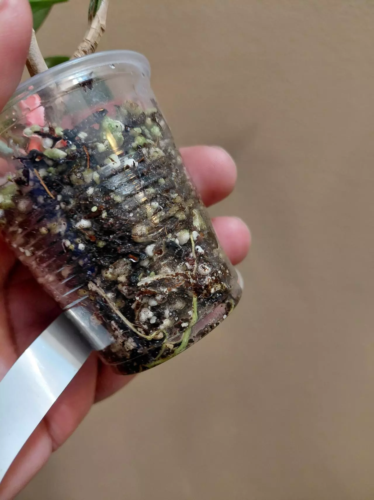 plant/Hoya Publicaylx Super Splash-4