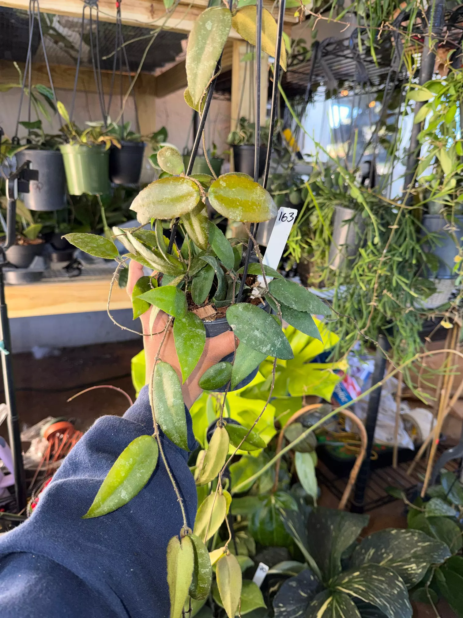 plant/HOYA CAUDATA SUMATRA 5" #163p-0