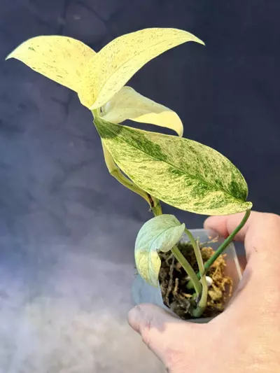 plant/Monstera laniata-1-thumbnail