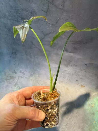 plant/Syngonium dark purple-2-thumbnail
