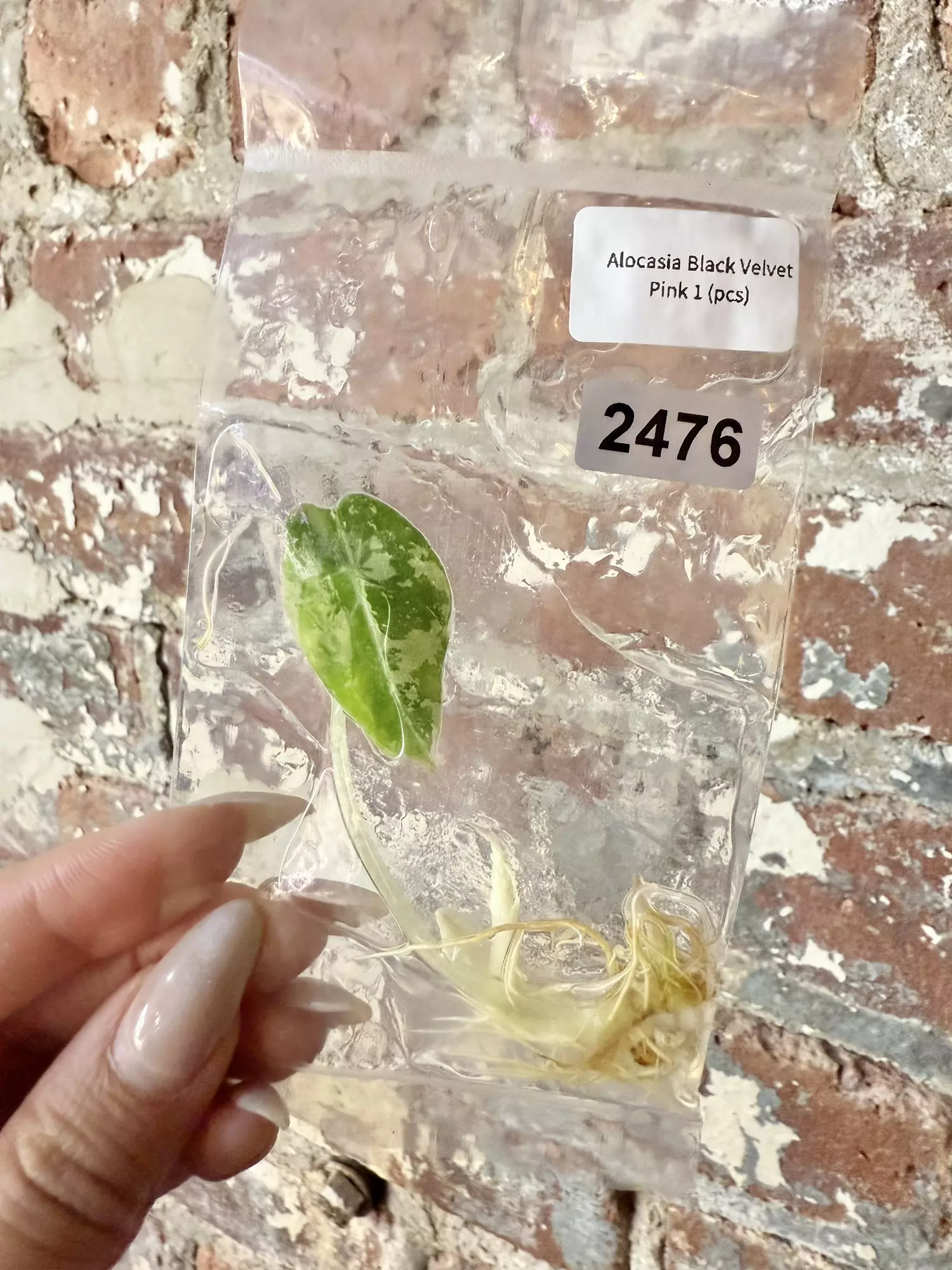 plant/2476 Alocasia Black Velvet Pink-0