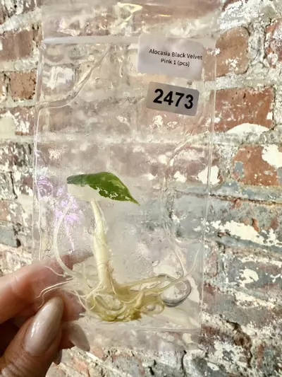 plant/2473 Alocasia Black Velvet Pink-0-thumbnail