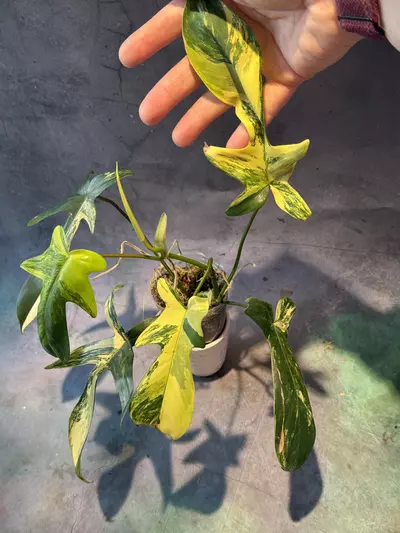 plant/Philodendron Florida beauty-1-thumbnail
