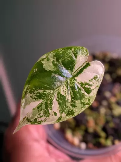 plant/Alocasia Dragon Scale Albo-2-thumbnail