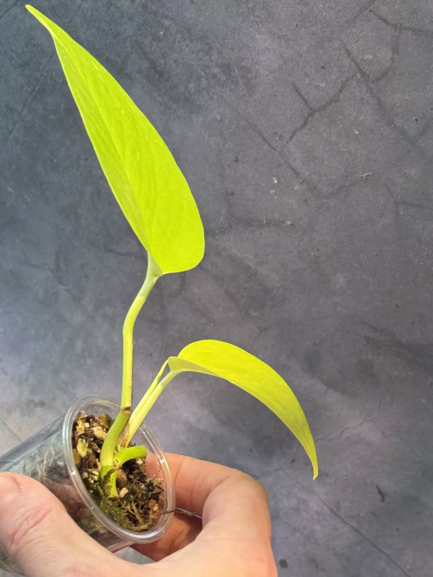 plant/Epipremnum Teruno kaguya-1