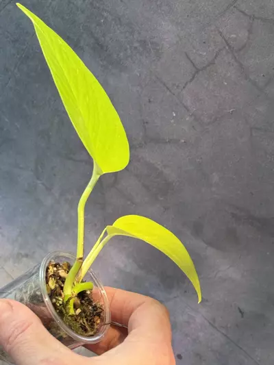 plant/Epipremnum Teruno kaguya-1-thumbnail