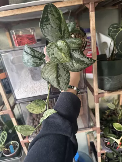 plant/Scindapsus Peasun-0-thumbnail