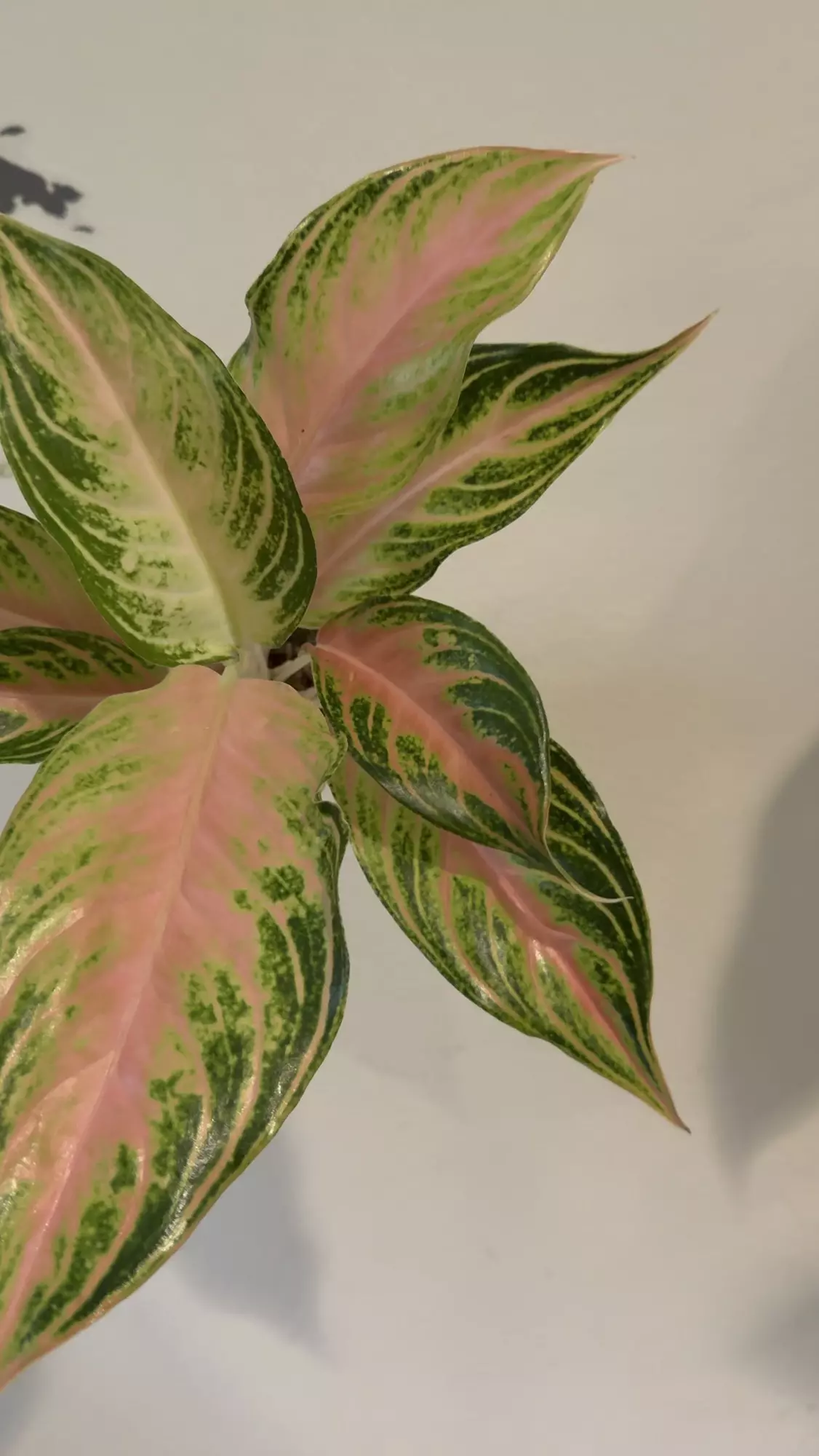 plant/Agaloanema pink sunset-0