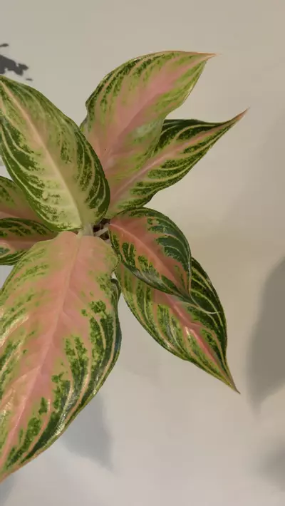 plant/Agaloanema pink sunset-0-thumbnail