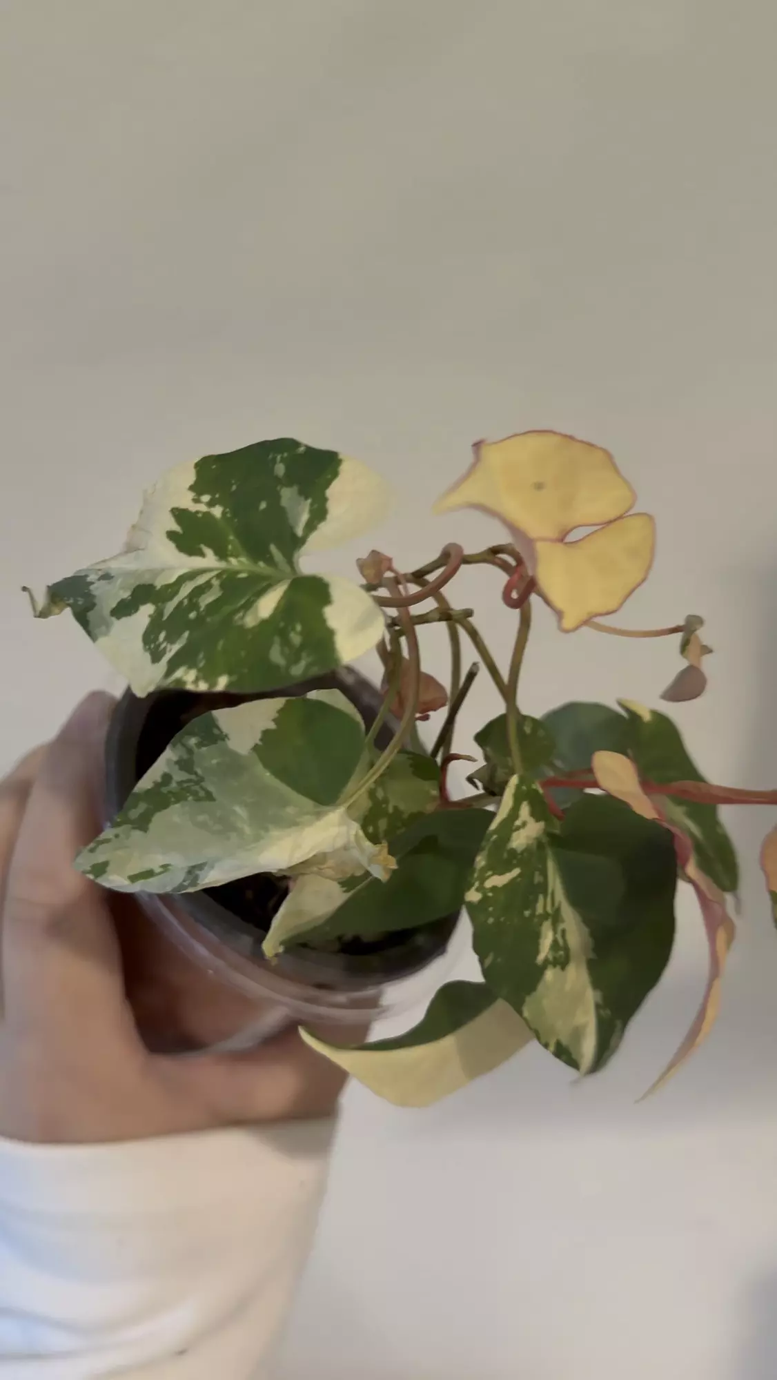 plant/Fallopia multiflora variegated -0