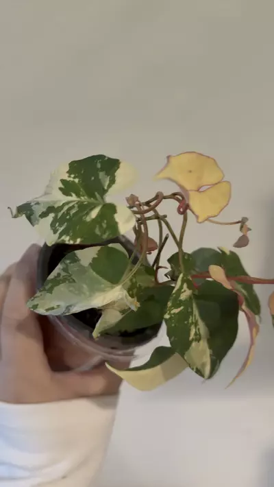 plant/Fallopia multiflora variegated -0-thumbnail