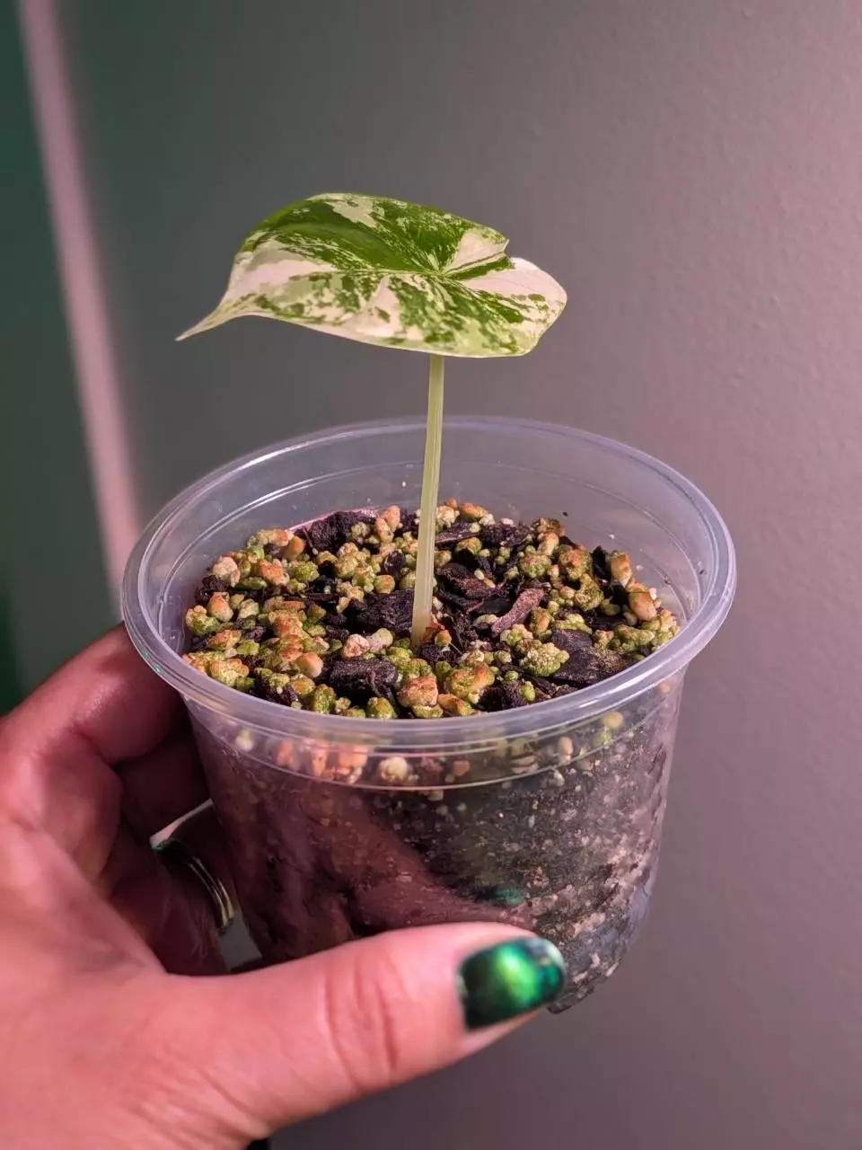 plant/Alocasia Dragon Scale Albo-1