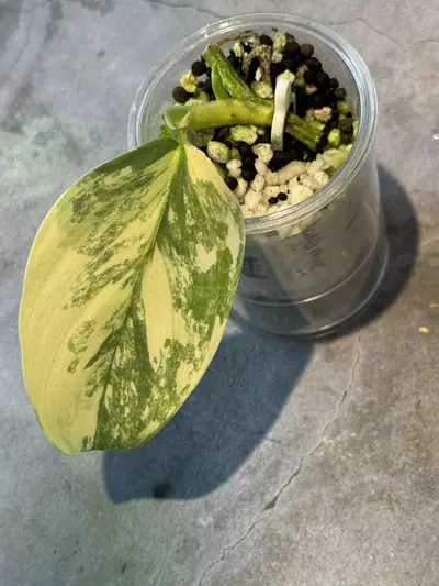 plant/Philodendron variegated silver sword-0-thumbnail