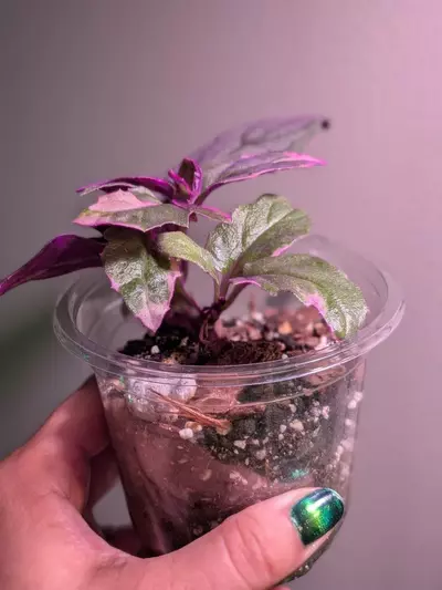 plant/Variegated Purple Passion-2-thumbnail
