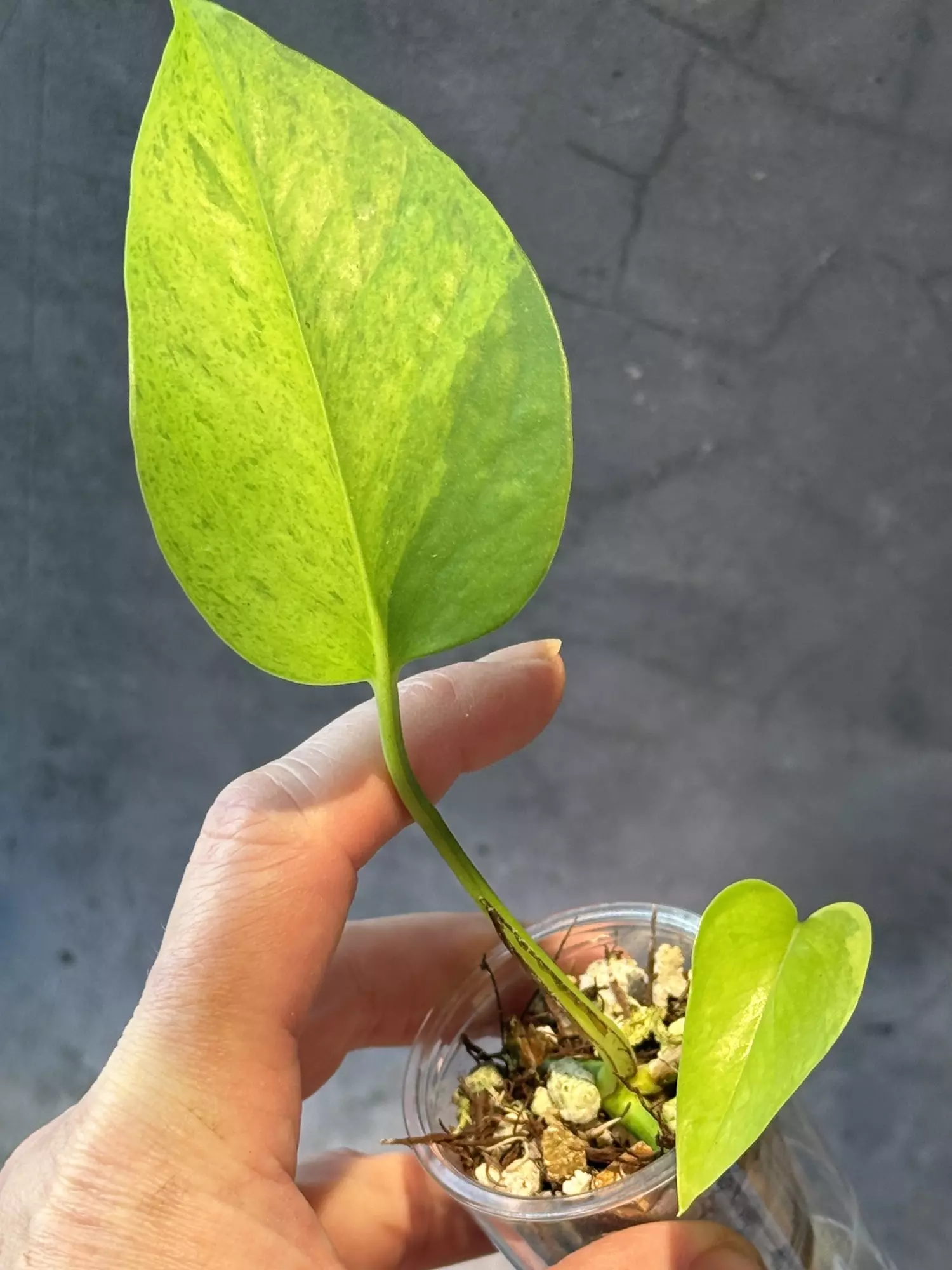 plant/Epipremnum Teruno carnival-1