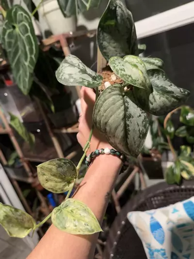 plant/Scindapsus Peasun-1-thumbnail