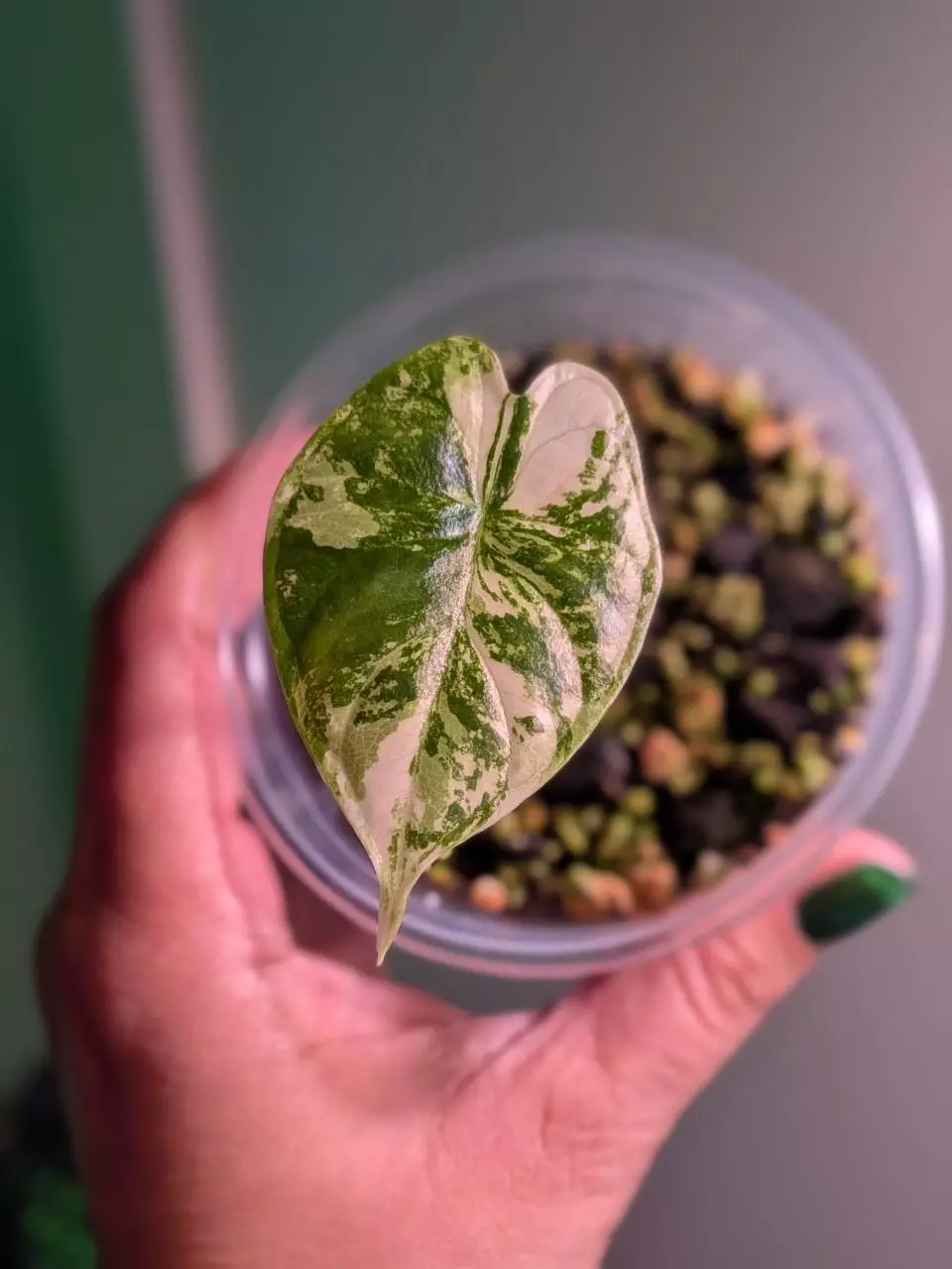 plant/Alocasia Dragon Scale Albo-0