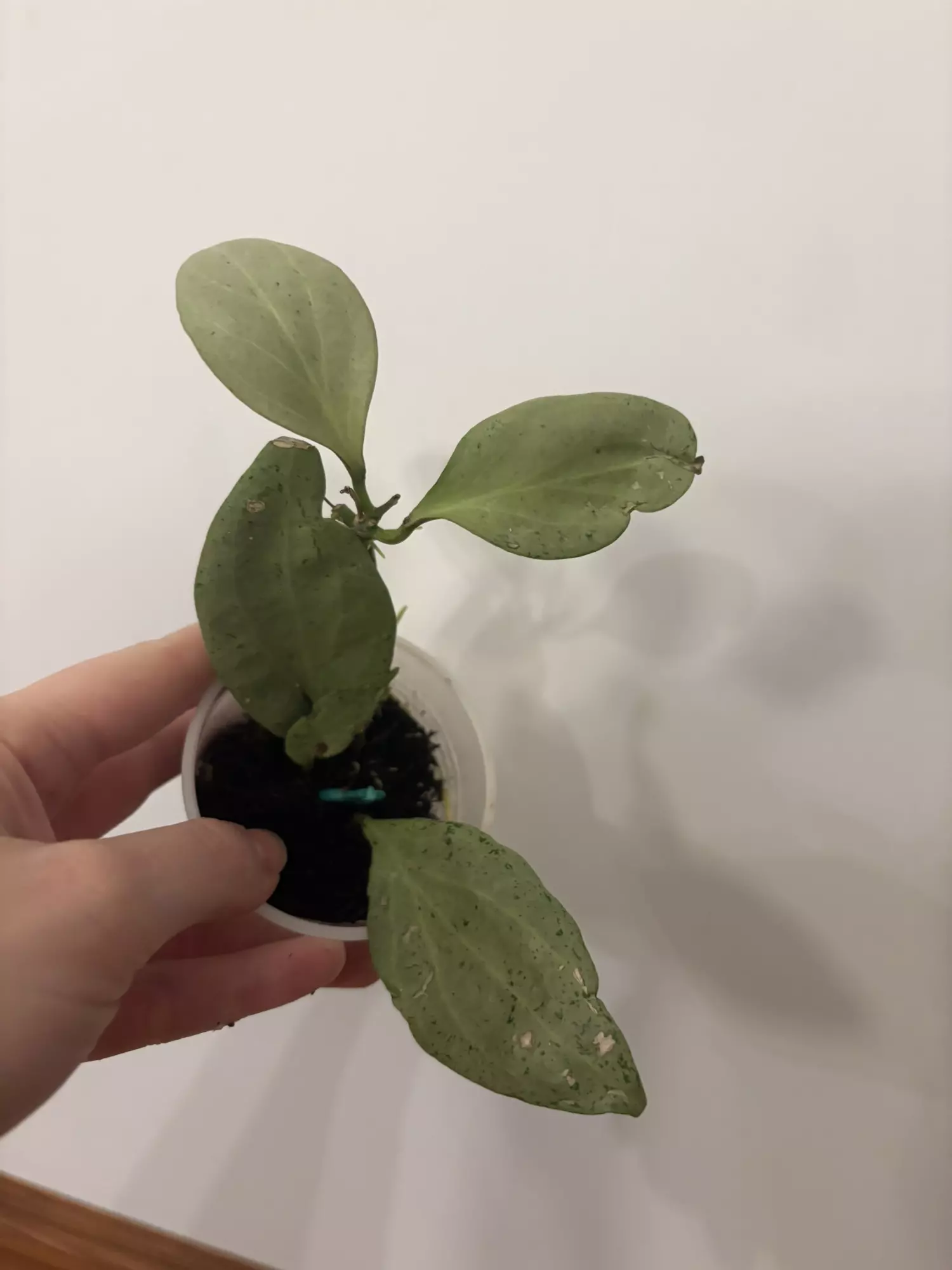 plant/Hoya new Guinea ghost -0