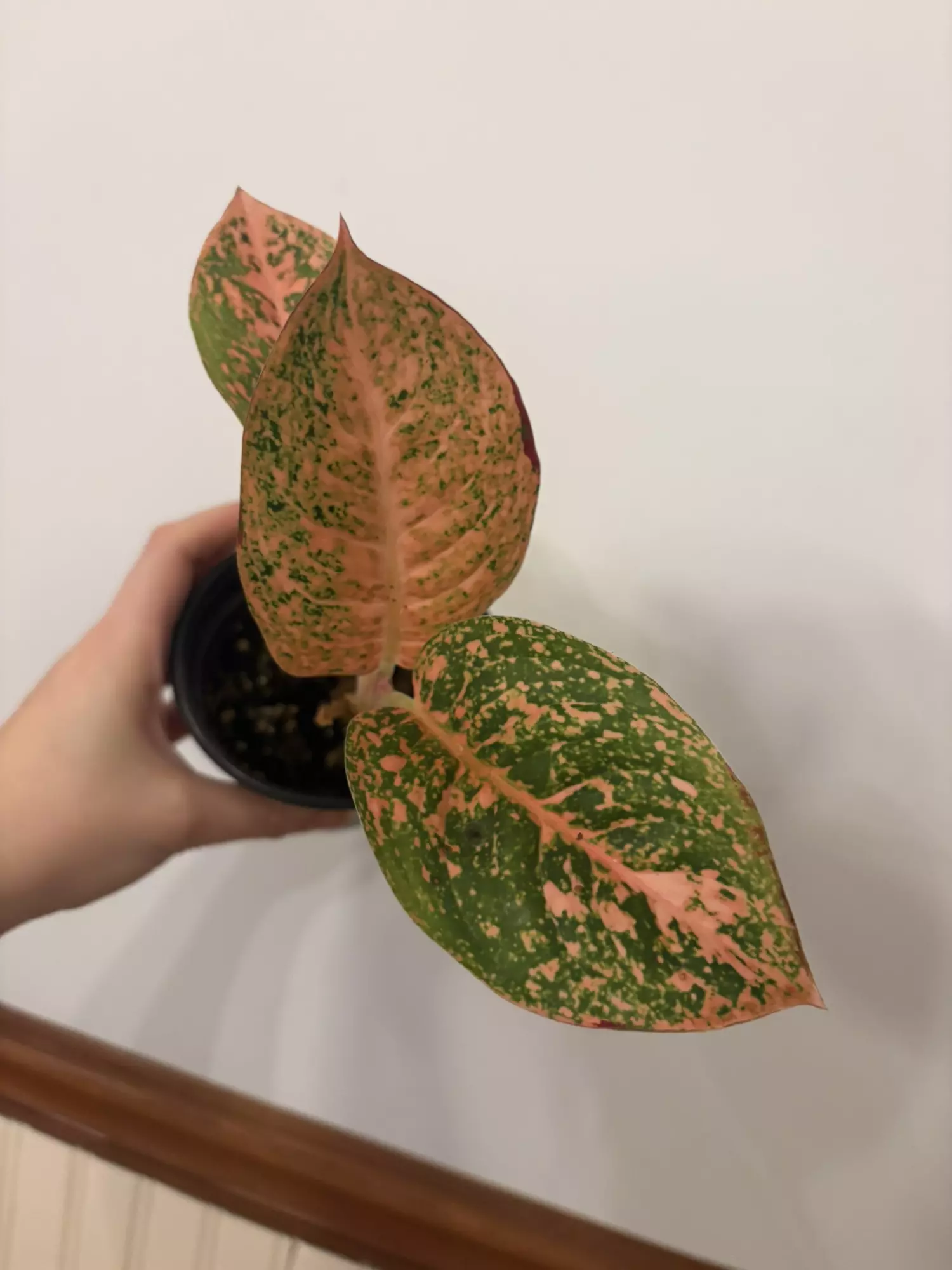 plant/Aglaonema orange stardust -0